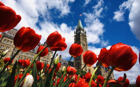 Ottawa et les tulipes