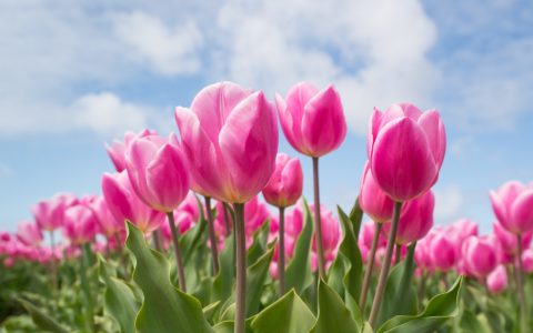 Festival des tulipes et visite au musée canadien de l’histoire à Ottawa