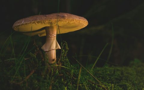 Découvrez le monde fascinant des champignons du Québec !