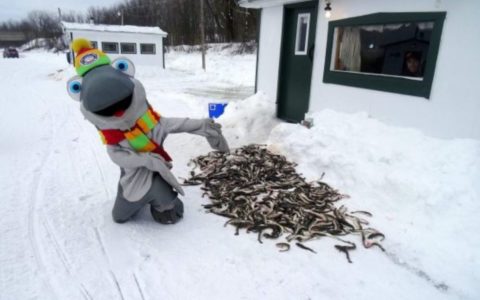 Pêche aux petits poissons des chenaux Sainte-Anne-de-la Pérade