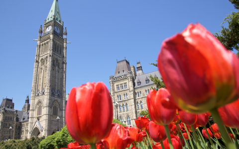 Casino Lac Leamy et les tulipes d'Ottawa