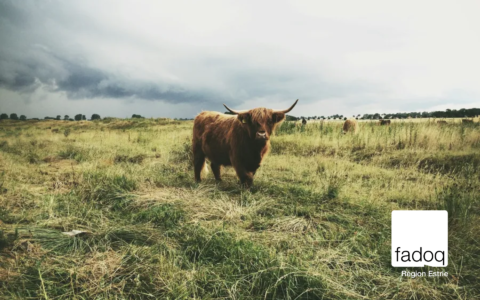 Fond d'écran gratuit